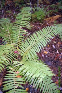 Osmundaceae Osmunda cinnamomea - cinnamon fern: Frond.