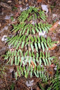Osmundaceae Osmunda regalis - royal fern: Frond.