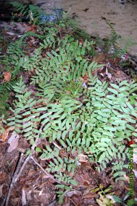 Osmundaceae Osmunda regalis - royal fern: Frond.