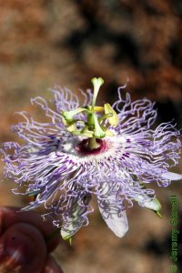 Passifloraceae Passiflora incarnata - purple passionflower: Flower.
