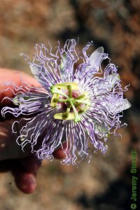 Passifloraceae Passiflora incarnata - purple passionflower: Flower.