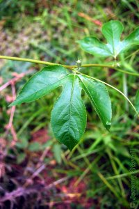 Passifloraceae Passiflora incarnata - purple passionflower: Leaf, alternate, simple, three prominent lobes.