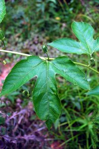 Passifloraceae Passiflora incarnata - purple passionflower: Leaf, alternate, simple, three prominent lobes.
