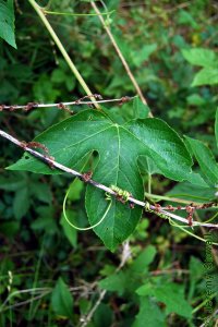 Passifloraceae Passiflora incarnata - purple passionflower: Leaf, alternate, simple, three prominent lobes.