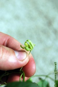 Passifloraceae Passiflora lutea - yellow passionflower: Flower, complex, opens diurnally.