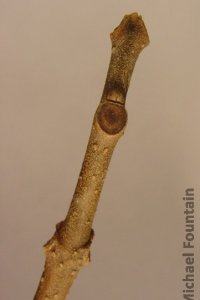 Scrophulariaceae Paulownia tomentosa - royal paulownia: Twig showing opposite, seldom whorled, leaf arrangement.