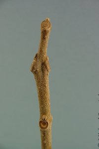 Scrophulariaceae Paulownia tomentosa - royal paulownia: Twig showing opposite, seldom whorled, leaf arrangement.