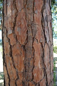 Pinaceae Pinus echinata - shortleaf pine: Bark on a tree 16 inches in diameter at breast height.