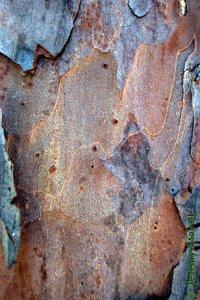 Pinaceae Pinus echinata - shortleaf pine: Bark closeup of a tree 16 inches in diameter at breast height showing the eruptions of resin canals.
