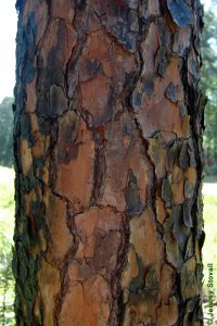 Pinaceae Pinus echinata - shortleaf pine: Bark on a tree 12 inches in diameter at breast height.