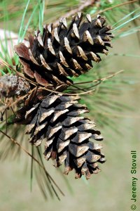 Pinaceae Pinus echinata - shortleaf pine: Cone, female (seed), at maturity, smallest of the pines native to East Texas.