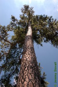 Pinaceae Pinus echinata - shortleaf pine: Form, large tree.