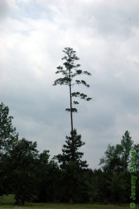 Pinaceae Pinus echinata - shortleaf pine: Form, large tree.