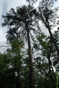 Pinaceae Pinus echinata - shortleaf pine: Form, large tree.