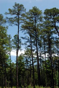 Pinaceae Pinus echinata - shortleaf pine: Form, large tree.