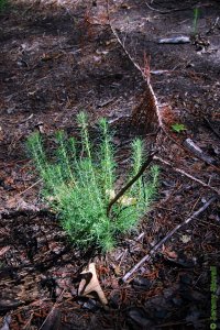 Pinaceae Pinus echinata - shortleaf pine: Form, shortleaf will often resprout from its basal crook following a fire.