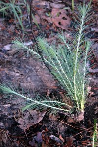 Pinaceae Pinus echinata - shortleaf pine: Form, shortleaf will often resprout from its basal crook following a fire.