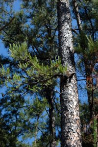 Pinaceae Pinus echinata - shortleaf pine: Form, shortleaf can resprout in response to fire damage.