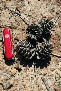 Pinaceae Pinus echinata - shortleaf pine: Cone, female (seed), at maturity, smallest of the pines native to East Texas.