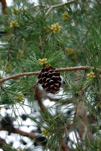 Pinaceae Pinus echinata - shortleaf pine: Cone, female (seed), at maturity, smallest of the pines native to East Texas. Male (pollen) cones are yellow and visible behind the seed cone.