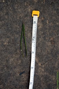 Pinaceae Pinus echinata - shortleaf pine: Needles, two or three per fascicle, shortest of the pines native to East Texas.