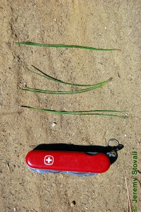 Pinaceae Pinus echinata - shortleaf pine: Needles, two or three per fascicle, shortest of the pines native to East Texas.
