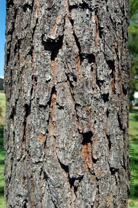 Pinaceae Pinus elliottii - slash pine: Bark of a tree 14 inches in diameter at breast height.