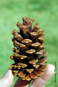 Pinaceae Pinus elliottii - slash pine: Cone, female (seed), characteristic caramel color with lacquered appearance, at maturity, similar in size to loblolly pine.