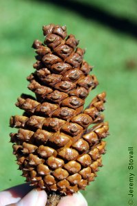 Pinaceae Pinus elliottii - slash pine: Cone, female (seed), characteristic caramel color with lacquered appearance, at maturity, similar in size to loblolly pine.