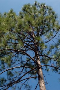 Pinaceae Pinus elliottii - slash pine: Form of medium sized tree planted in an urban landscape.  Note how the foliage appears tufted at branch tips.