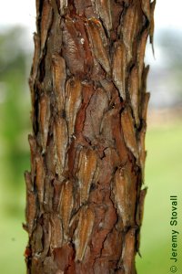 Pinaceae Pinus palustris - longleaf pine: Bark of a tree 2 inches in diameter at breast height.