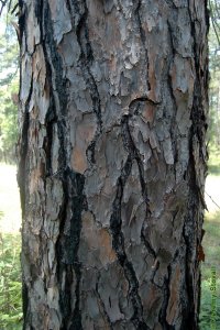 Pinaceae Pinus palustris - longleaf pine: Bark of a tree 12 inches in diameter at breast height.