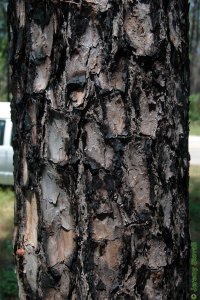 Pinaceae Pinus palustris - longleaf pine: Bark of a tree 10 inches in diameter at breast height.