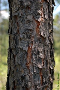 Pinaceae Pinus palustris - longleaf pine: Bark of a tree 4 inches in diameter at breast height.