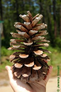 Pinaceae Pinus palustris - longleaf pine: Cone, female (seed), at maturity, largest of the southern pines.