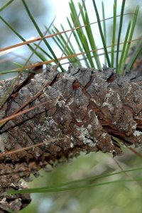 Pinaceae Pinus palustris - longleaf pine: Cone, female (seed), closed just prior to maturity, largest of the southern pines.