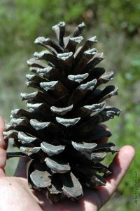 Pinaceae Pinus palustris - longleaf pine: Cone, female (seed), at maturity, largest of the southern pines.