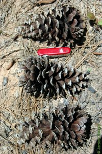 Pinaceae Pinus palustris - longleaf pine: Cone, female (seed), at maturity, largest of the southern pines.