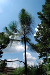 Pinaceae Pinus palustris - longleaf pine: Form, saplings, candelabra stage, planted in urban landscape.