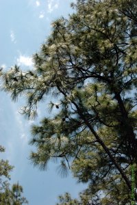 Pinaceae Pinus palustris - longleaf pine: Form of a mature, open-crowned tree growing in an understocked stand.