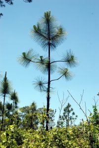 Pinaceae Pinus palustris - longleaf pine: Form, saplings, candelabra stage.