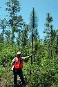 Pinaceae Pinus palustris - longleaf pine: Form of saplings following emergence from the grass stage, prior to the candelabra stage.
