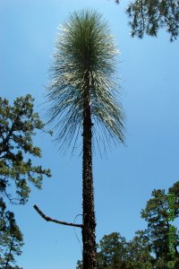 Pinaceae Pinus palustris - longleaf pine: Form of saplings following emergence from the grass stage, prior to the candelabra stage.
