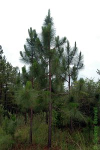 Pinaceae Pinus palustris - longleaf pine: Form, saplings, candelabra stage.