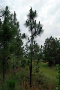 Pinaceae Pinus palustris - longleaf pine: Form, saplings, candelabra stage.