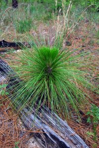 Pinaceae Pinus palustris - longleaf pine: Form, grass stage where seedlings may remain for 7 years or more while developing extensive root systems.