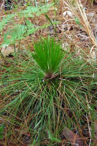 Pinaceae Pinus palustris - longleaf pine: Form, grass stage where seedlings may remain for 7 years or more while developing extensive root systems.