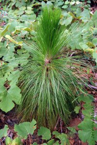 Pinaceae Pinus palustris - longleaf pine: Form, grass stage where seedlings may remain for 7 years or more while developing extensive root systems.