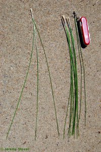 Pinaceae Pinus palustris - longleaf pine: Needles, three per fascicle typical, longest of the southern pines.