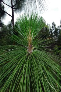 Pinaceae Pinus palustris - longleaf pine: Needles, three per fascicle typical, longest of the southern pines.